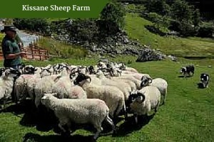 Kissane Sheep Farm