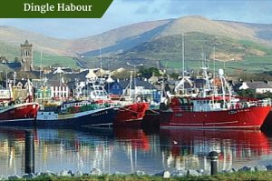 Dingle Habour | Customized Tours Ireland