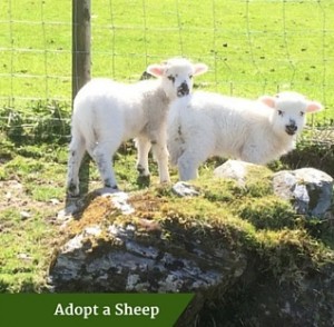 Adopt a Sheep | Family Tours Ireland