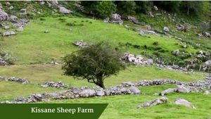 Kissane Sheep Farm | Family Tours Ireland