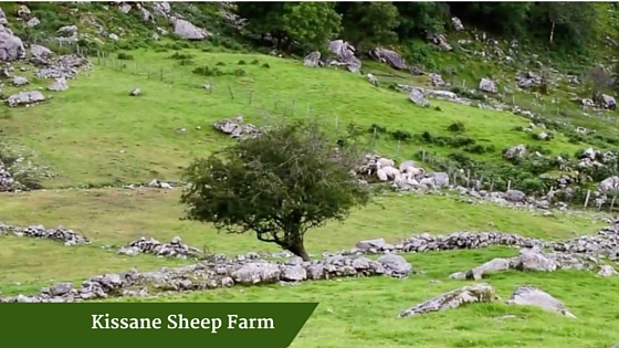 Kissane Sheep Farm | Deluxe Family Tours Ireland