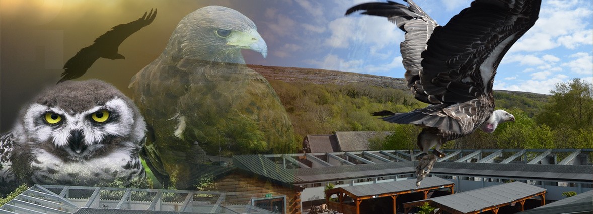 Ailwee Birds Of Prey | Luxury Family Vacations Ireland