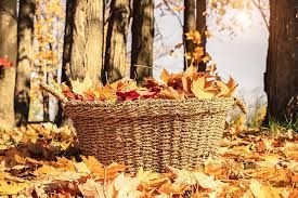 Autumn leaves in a basket