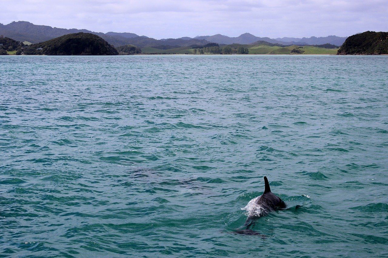 Dolphin at sea | Private Driver Tours of Ireland